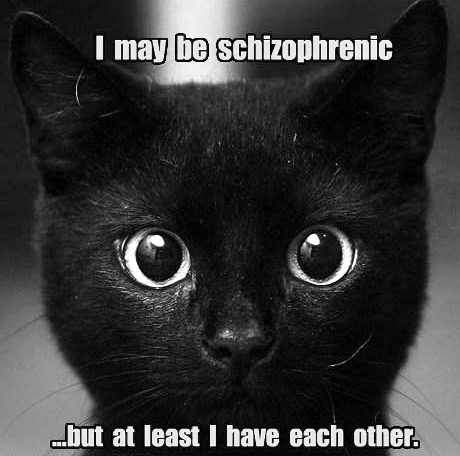 Image result for schizophrenic cat meme